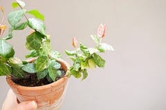 Grönt och rosa blad i Clay Pot royaltyfri foto Grönt och rosa blad i Clay Pot royaltyfri foto