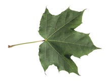 Grönt stupat blad för höst från trädet som isoleras på vit Royaltyfria Foton Grönt stupat blad för höst från trädet som isoleras på vit Royaltyfria Foton