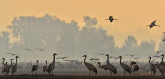 Grúas en un forraje del campo Grúa común, grus del Grus foto de archivo Grúas en un forraje del campo Grúa común, grus del Grus foto de archivo