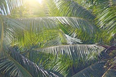 Grün-Blätter einer Palme und der Sonne Exotisches tropisches backgro stockbild Grün-Blätter einer Palme und der Sonne Exotisches tropisches backgro stockbild