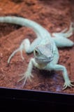 Grüne Eidechsen-Dickzungeneidechse starrt durch das Glas im Kiew-Zoo an stockfotografie Grüne Eidechsen-Dickzungeneidechse starrt durch das Glas im Kiew-Zoo an stockfotografie