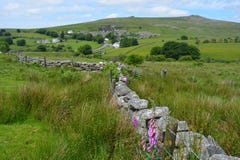 Grüne Felder, Wildflowers und Bruchsteinmauer, Großbritannien stockfoto Grüne Felder, Wildflowers und Bruchsteinmauer, Großbritannien stockfoto
