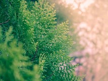 Grüne Kiefern mit Sonnenlicht im Garten lizenzfreie stockfotografie Grüne Kiefern mit Sonnenlicht im Garten lizenzfreie stockfotografie