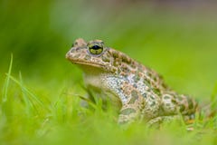 Grüne Kröte im hellgrünen Gras Lizenzfreie Stockbilder Grüne Kröte im hellgrünen Gras Lizenzfreie Stockbilder