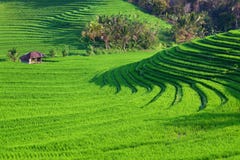 Grüne Reisterrassenlandschaft auf Bali-Insel Lizenzfreies Stockbild Grüne Reisterrassenlandschaft auf Bali-Insel Lizenzfreies Stockbild