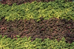 Grüne und dunkle Violet Foliage Rows - Anzeige lizenzfreies stockfoto Grüne und dunkle Violet Foliage Rows - Anzeige lizenzfreies stockfoto