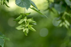 Grüner Buchenbaum im Sommer vor unscharfem Hintergrund mit unreifen Bucheckern stockfoto Grüner Buchenbaum im Sommer vor unscharfem Hintergrund mit unreifen Bucheckern stockfoto