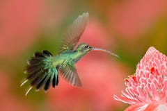 Grüner Einsiedler, Phaethornis-Kerl, seltener Kolibri von Trinidad Glänzendes Vogelfliegen nahe bei schöner rosaroter Blume im Ds stockfotos Grüner Einsiedler, Phaethornis-Kerl, seltener Kolibri von Trinidad Glänzendes Vogelfliegen nahe bei schöner rosaroter Blume im Ds stockfotos