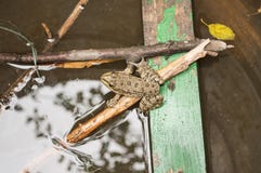 Grüner Frosch, der auf Niederlassungen im Wasser sitzt vektor abbildung Grüner Frosch, der auf Niederlassungen im Wasser sitzt vektor abbildung