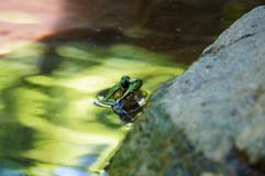 Grüner Frosch mit blauen Augen im grünen Wasser lizenzfreies stockfoto Grüner Frosch mit blauen Augen im grünen Wasser lizenzfreies stockfoto