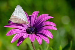 Grüner geäderter Schmetterling, der Nektarblütenstaub vom purpurroten Afrikaner Daisy Osteospermum Tresco Purple sammelt stockbild Grüner geäderter Schmetterling, der Nektarblütenstaub vom purpurroten Afrikaner Daisy Osteospermum Tresco Purple sammelt stockbild
