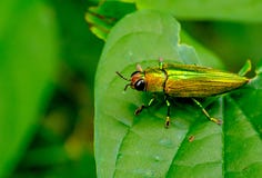 Grüner metallischer Holzbohrenkäferaufenthalt auf Blatt während der Tageszeit im Wald mit grünem Hintergrund lizenzfreies stockbild Grüner metallischer Holzbohrenkäferaufenthalt auf Blatt während der Tageszeit im Wald mit grünem Hintergrund lizenzfreies stockbild