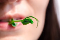 Grüner Sprössling gekeimter Samen von Erbsen lizenzfreies stockbild Grüner Sprössling gekeimter Samen von Erbsen lizenzfreies stockbild