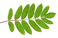 Grünes Blatt der Eberesche lizenzfreie stockbilder Grünes Blatt der Eberesche lizenzfreie stockbilder