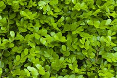 Grünes Blattmaterial, Beschaffenheit, Hintergrund stockfoto Grünes Blattmaterial, Beschaffenheit, Hintergrund stockfoto