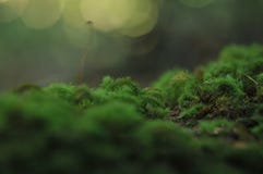 Grünes Moos auf Baum im tropischen Garten, Beschaffenheit von grünen Blättern, Blatt im tropischen Wald stockbild Grünes Moos auf Baum im tropischen Garten, Beschaffenheit von grünen Blättern, Blatt im tropischen Wald stockbild