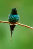 Grünes Thorntail, Discosura-conversii, La Paz Waterfall Garden, Costa Rica Kolibri mit klarem grünem Hintergrund Szene der wild l lizenzfreies stockbild Grünes Thorntail, Discosura-conversii, La Paz Waterfall Garden, Costa Rica Kolibri mit klarem grünem Hintergrund Szene der wild l lizenzfreies stockbild