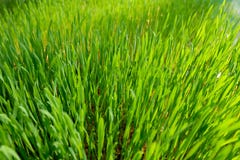 grünes Weizenglas lizenzfreie stockfotos grünes Weizenglas lizenzfreie stockfotos
