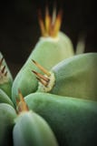 Grünpflanzekaktus mit Dornenmakrofoto stockbilder Grünpflanzekaktus mit Dornenmakrofoto stockbilder