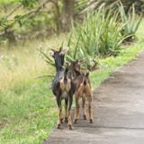 Guadeloupe, the Saintes islands royalty free stock photography Guadeloupe, the Saintes islands royalty free stock photography