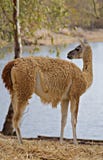 Guanaco accanto ad un lago di estate immagini stock libere da diritti Guanaco accanto ad un lago di estate immagini stock libere da diritti