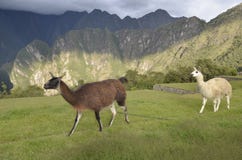 Guanaco e lama em Machu Picchu, Peru foto de stock Guanaco e lama em Machu Picchu, Peru foto de stock