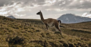 Guanaco Grazing In South America Royalty Free Stock Photography