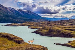 Guanaco perto do lago Pehoe foto de stock royalty free Guanaco perto do lago Pehoe foto de stock royalty free