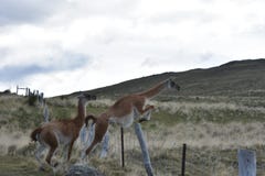 Guanacos som hoppar staketet på den Torres del Paine nationalparken royaltyfria bilder Guanacos som hoppar staketet på den Torres del Paine nationalparken royaltyfria bilder
