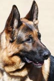 Guard Dog Royalty Free Stock Photo