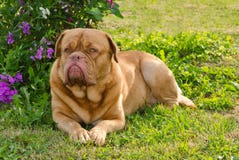 Guard dog lying on the grass stock photos Guard dog lying on the grass stock photos
