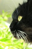 Guardi fisso il gatto Fotografie Stock Guardi fisso il gatto Fotografie Stock