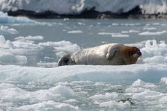 Guarnizione barbuta, le Svalbard - Norvegia fotografie stock libere da diritti Guarnizione barbuta, le Svalbard - Norvegia fotografie stock libere da diritti