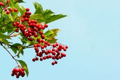 Guelder stieg (Viburnum opulus) Beeren Stockfotos Guelder stieg (Viburnum opulus) Beeren Stockfotos