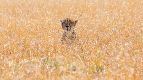 Guepardo en sabana africana, en Masai Mara, Kenia foto de archivo libre de regalías Guepardo en sabana africana, en Masai Mara, Kenia foto de archivo libre de regalías