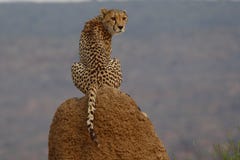Guepardo que se sienta en el montón de la termita en Namibia imagen de archivo libre de regalías Guepardo que se sienta en el montón de la termita en Namibia imagen de archivo libre de regalías