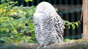 Gufo dello Snowy, scandiacus del Bubo Gufo dello Snowy, scandiacus del Bubo