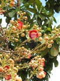 Guianensis de couroupita de fleur d'arbre de boulet de canon avec beaucoup de bourgeons et de feuilles vertes photo libre de droits Guianensis de couroupita de fleur d'arbre de boulet de canon avec beaucoup de bourgeons et de feuilles vertes photo libre de droits