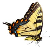 Guindineau oriental de swallowtail de tigre Photo libre de droits Guindineau oriental de swallowtail de tigre Photo libre de droits