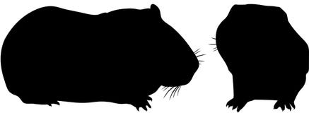 Download Guinea Pigs (Cavia Porcellus) - Ecuador Stock Photo ...
