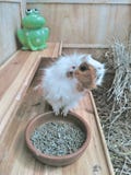 Guinea Pig posing next to his plate of feed in his huge house stock images Guinea Pig posing next to his plate of feed in his huge house stock images