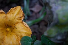 Gul blomma med några myror på den arkivfoton Gul blomma med några myror på den arkivfoton