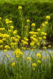 Gul blommande fältsenap på bankerna av ett dike arkivbild Gul blommande fältsenap på bankerna av ett dike arkivbild