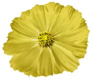 Gul blommatusensköna som isoleras på vit bakgrund För design closeup fotografering för bildbyråer Gul blommatusensköna som isoleras på vit bakgrund För design closeup fotografering för bildbyråer