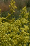 Gul blomning av Galiumverumväxter royaltyfri foto Gul blomning av Galiumverumväxter royaltyfri foto
