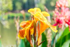 Gul Canna blomma arkivbilder Gul Canna blomma arkivbilder