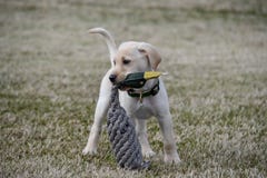 Gul labradorvalp med Duck Toy arkivbild Gul labradorvalp med Duck Toy arkivbild