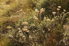 GUL MARTICARIA BLOMMAR I EN LÖS GRÄSSLÄTT MED FLUFFIG SEEDHEADS fotografering för bildbyråer GUL MARTICARIA BLOMMAR I EN LÖS GRÄSSLÄTT MED FLUFFIG SEEDHEADS fotografering för bildbyråer