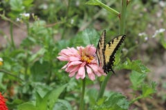 Gul och svart fjäril på rosa färgblomman fotografering för bildbyråer Gul och svart fjäril på rosa färgblomman fotografering för bildbyråer