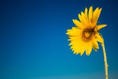 Gul solros i sommartid på bakgrund för blå himmel, copyspace royaltyfri bild Gul solros i sommartid på bakgrund för blå himmel, copyspace royaltyfri bild